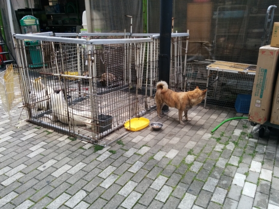 ペットファーム春日井 0568春日井navi
